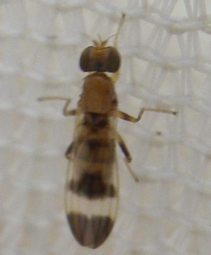 Typhamyza bifasciata